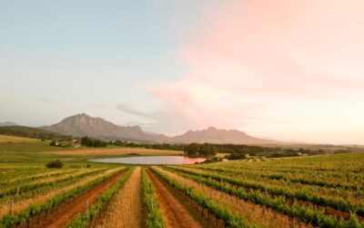 Eerst oogstschatting voor 2024 suggereert goede vooruitzichten in Zuid-Afrika