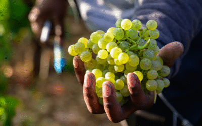 The 2025 Bourgogne Harvest – An Exceptional Season in Bourgogne