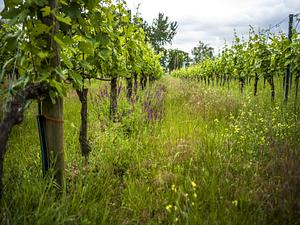 Austria retains its lead in organic viticulture