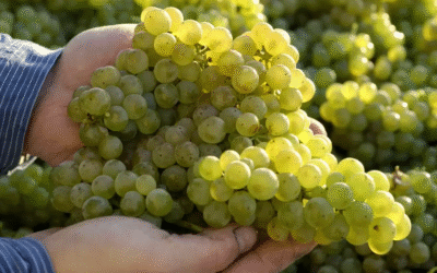 Smallest vintage in Germany since 2010