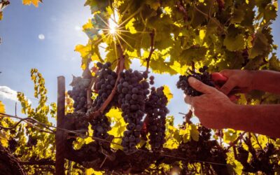 Famiglia Cecchi closes the 2025 harvest under the sign of balance