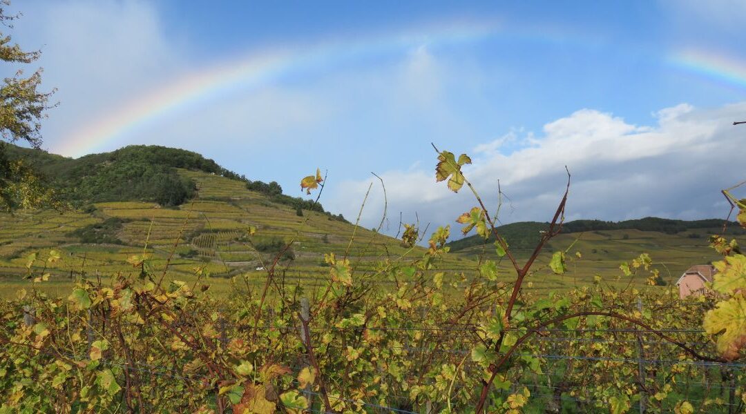 Gen Z verandert drinkgedrag en kiest meer voor wijn in 2026