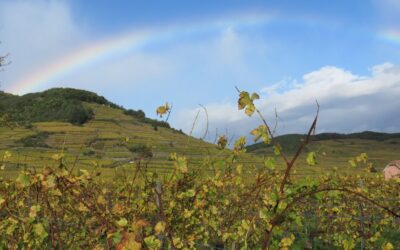 Gen Z verandert drinkgedrag en kiest meer voor wijn in 2026