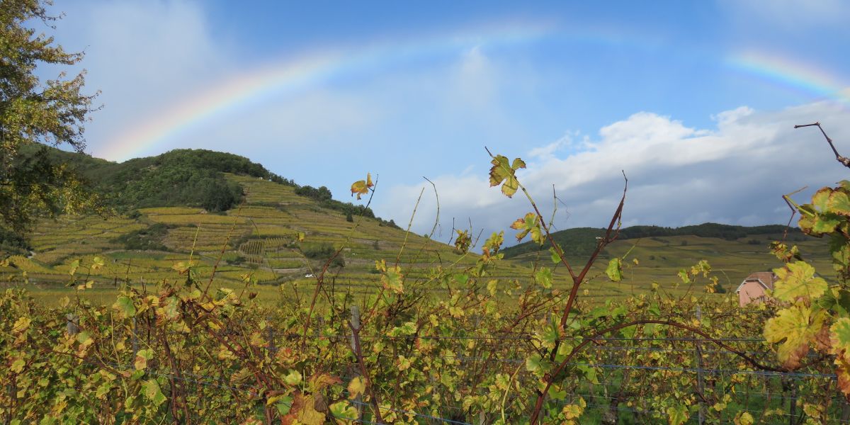 De Elzas, wijnjournaal De Elzas, wijnjournaal