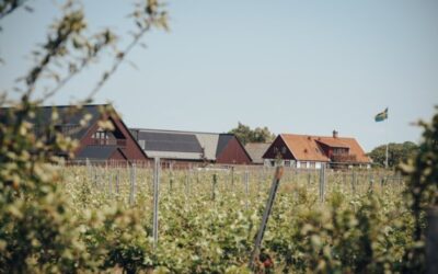 Zweedse wijnhuizen mogen starten met verkoop van… wijn