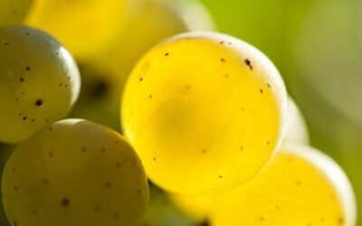 Chablis 2025: An Early Vintage with Strong Potential