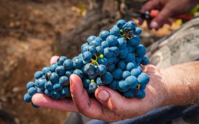 Ribera del Duero sluit 2025 af met een groei van 1,6% in de verkoop en nadert de 92,5 miljoen flessen