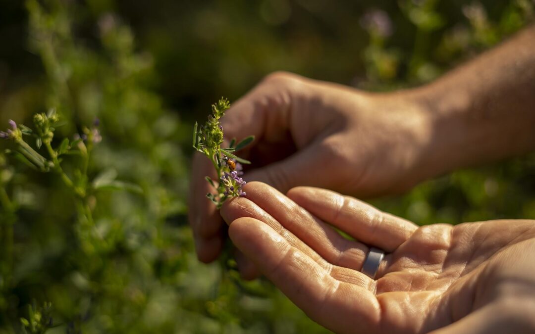 Sustainable viticulture reaches a record high in Austria