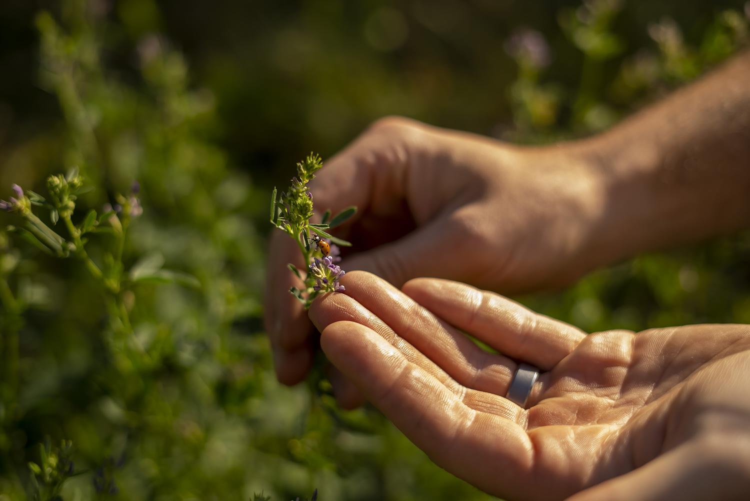 winzer-im-weingarten